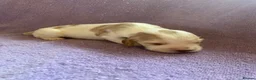 Cocker Spaniel dogs for sale: KC Registered. Show Type Cocker Spaniel Puppies. - Advert 25