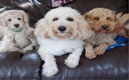 Miniature Poodle dogs for sale: Handsome Boy looking for forever Home: mini poodle - Image 2