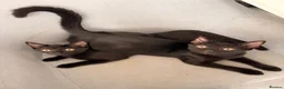 Domestic Shorthair cats for sale: 2 x female domestic black kittens - Advert 2