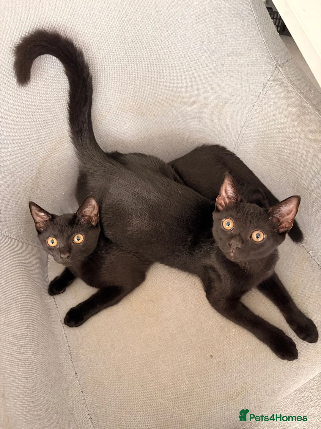 Domestic Shorthair cats for sale: 2 x female domestic black kittens - Advert 2