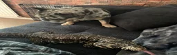 Lizard reptiles for sale: Tagu male  - Advert 4