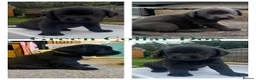 Labrador Retriever dogs for sale: Beautiful Kennel Club Registered Labrador Puppies - Advert 4