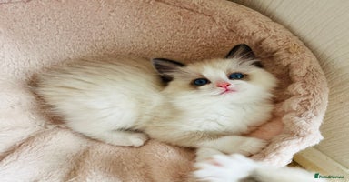 Ragdoll cats - Advert 11