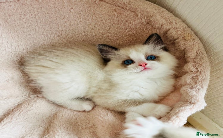 Ragdoll cats - Advert 2