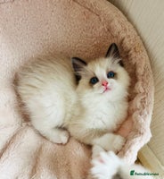 Ragdoll cats - Advert 7