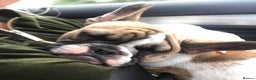 French Bulldog dogs for sale: Bonded mum &son French bulldogs must stay together - Advert 11