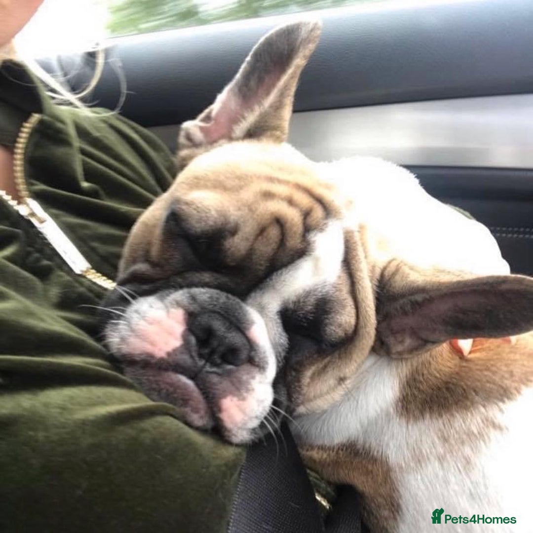 French Bulldog dogs for sale: Bonded mum &son French bulldogs must stay together - Advert 11