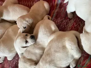 Labrador Retriever dogs Golden Labrador Puppies - Advert 4