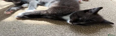 Black Male Kitten