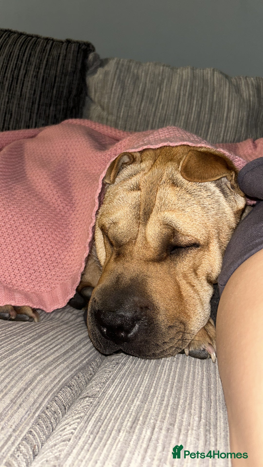 Shar Pei dogs for sale: Chase The Sharpei  - Advert 5