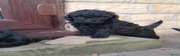 Cockapoo dogs for sale: F2 Cockapoo **1 Male left** - Advert 17