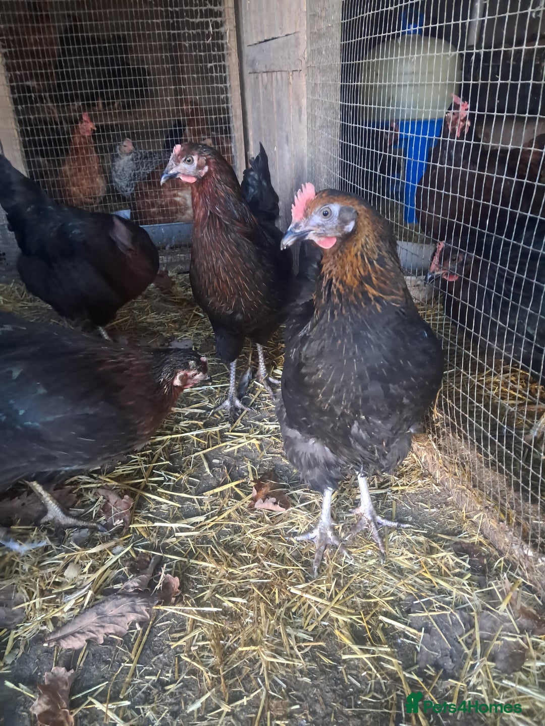 Chickens poultry for sale: POINT OF LAY PULLETS AVAILABLE  - Advert 6