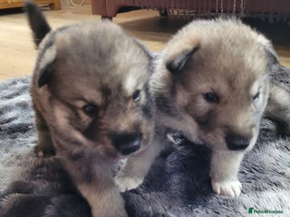 Northern Inuit dogs RARE BREED TAMASKAN Registered and Embarked - Advert 16