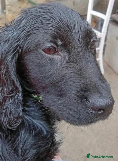 Mixed Breed dogs Mixed cocker spaniel puppies  - Advert 17