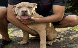 Mixed Breed dogs for sale: She's lovely dog  cane corso with boerboel 5 month - Image 1