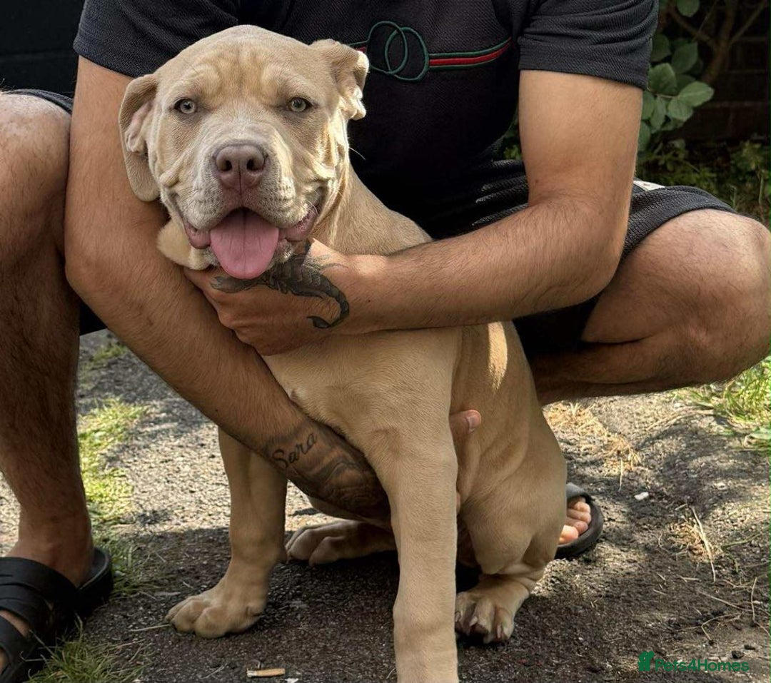 Mixed Breed dogs for sale: She's lovely dog  cane corso with boerboel 5 month - Image 1