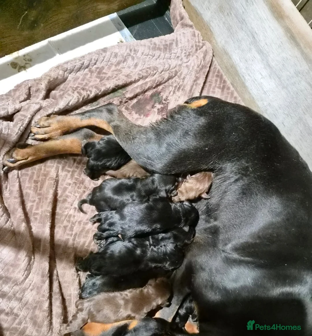 Dobermann dogs for sale: Chocolate Female Dobermann Puppy - Advert 2