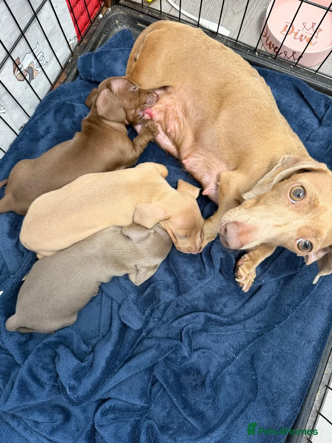 Dachshund dogs for sale: Dashound pups - Advert 1