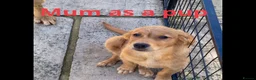 Golden Retriever dogs for sale: Beautiful Fox Red Golden Retrievers RKC rebistered - Advert 3