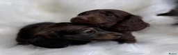 Miniature Dachshund dogs for sale: KC Registered Miniature Dachshunds at Westfena  - Advert 3