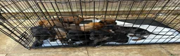 Mixed Breed dogs for sale: CANE CORSO X ROTTWEILER  - Advert 9