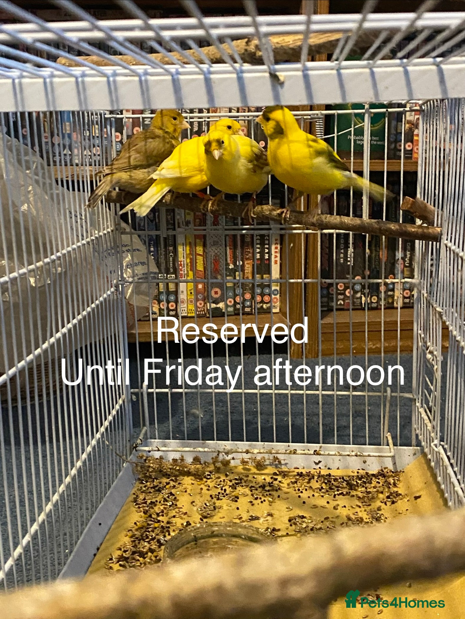 Canaries birds Reserved. 3 pairs of canaries for sale  - Advert 3