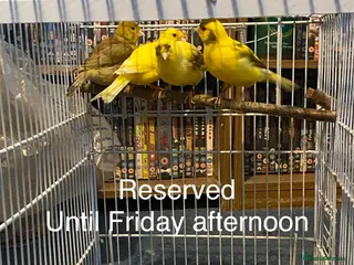 Canaries birds Reserved. 3 pairs of canaries for sale - Advert 3