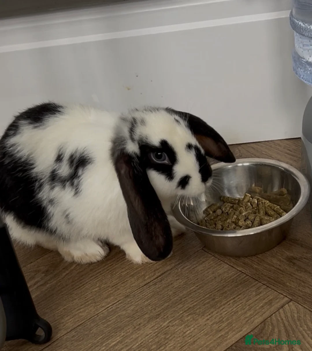 Mixed Breed rabbits for sale: 2 gorgeous baby rabbits to be sold as a pair in Skelmersdale - Advert 2