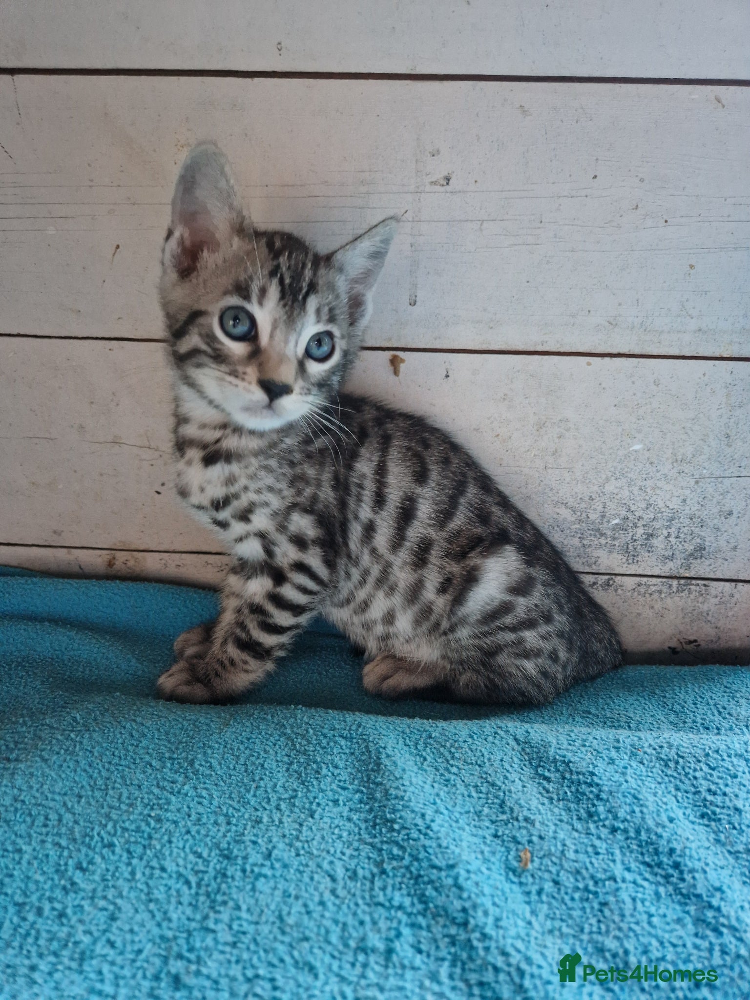 Mixed Breed cats 7/8ths Bengal, 1/8th Siamese kittens  - Advert 6
