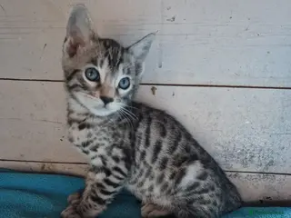 Mixed Breed cats 7/8ths Bengal, 1/8th Siamese kittens - Advert 6