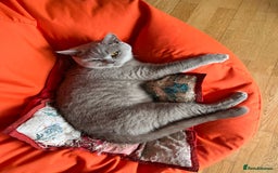 British Shorthair cats for sale: British shorthair - Image 2