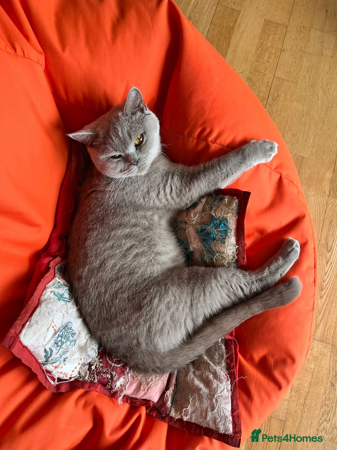 British Shorthair cats for sale: British shorthair - Image 2