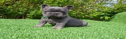 French Bulldog dogs for sale: Gorgeous French Bulldog Puppies  - Advert 25