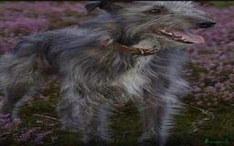 Mixed Breed dogs for sale: 10 Bedlington Whippet Puppies - 6 DOGS 4 BITCHES - Image 10