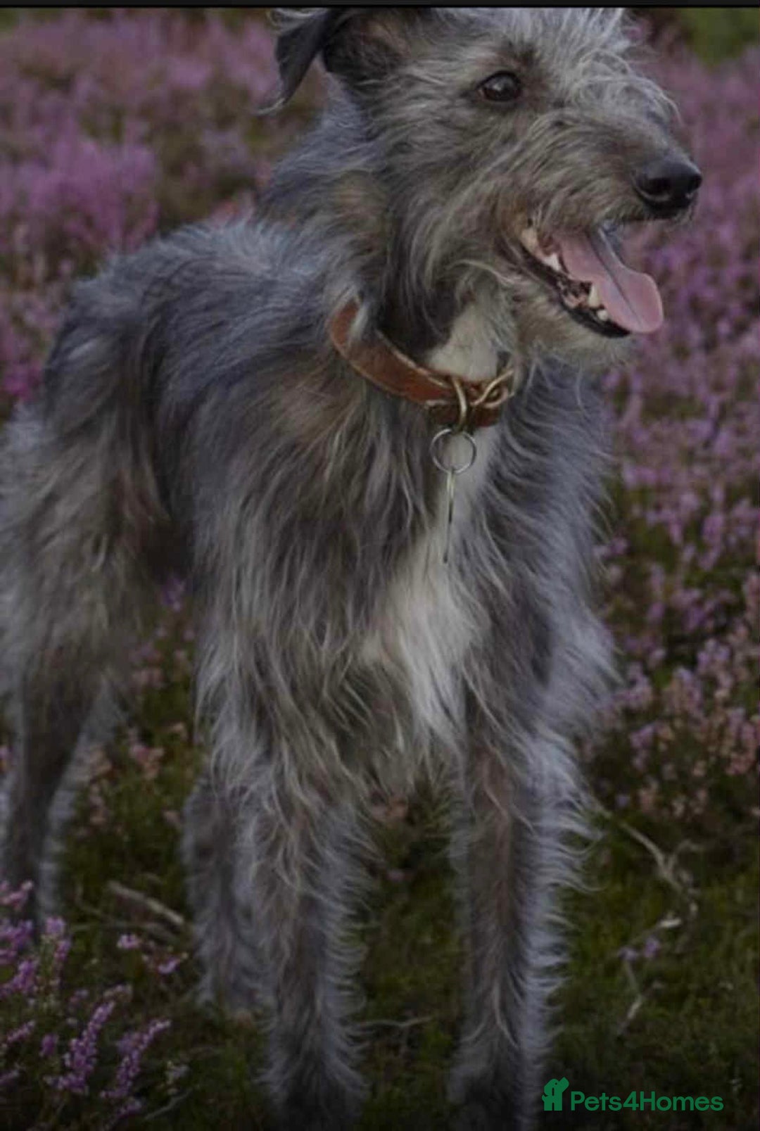Mixed Breed dogs for sale: 10 Bedlington Whippet Puppies - 6 DOGS 4 BITCHES - Image 10