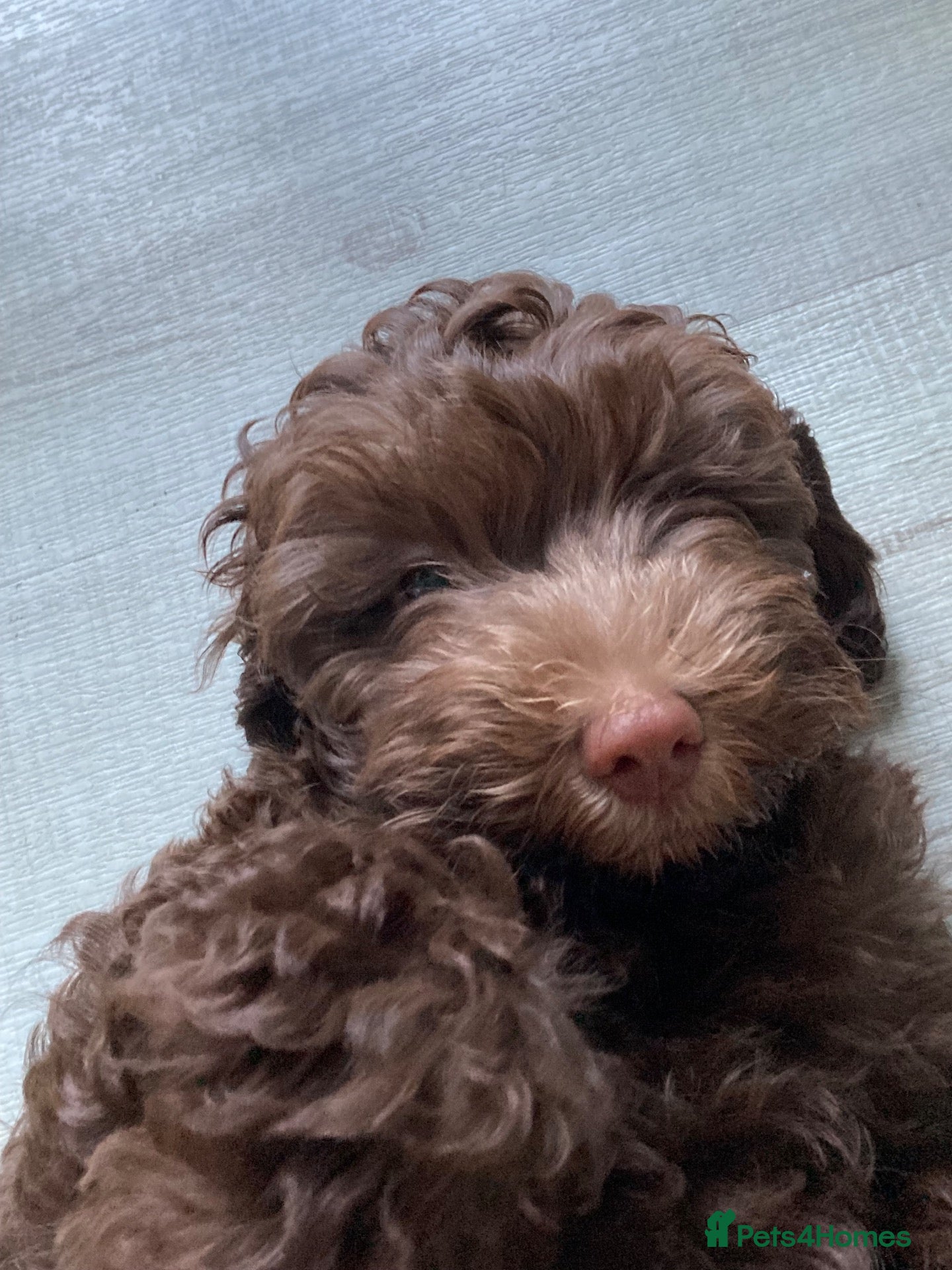 Cockapoo dogs Beautiful Chocolate Cockerpoo Puppy 10 weeks old  - Advert 1