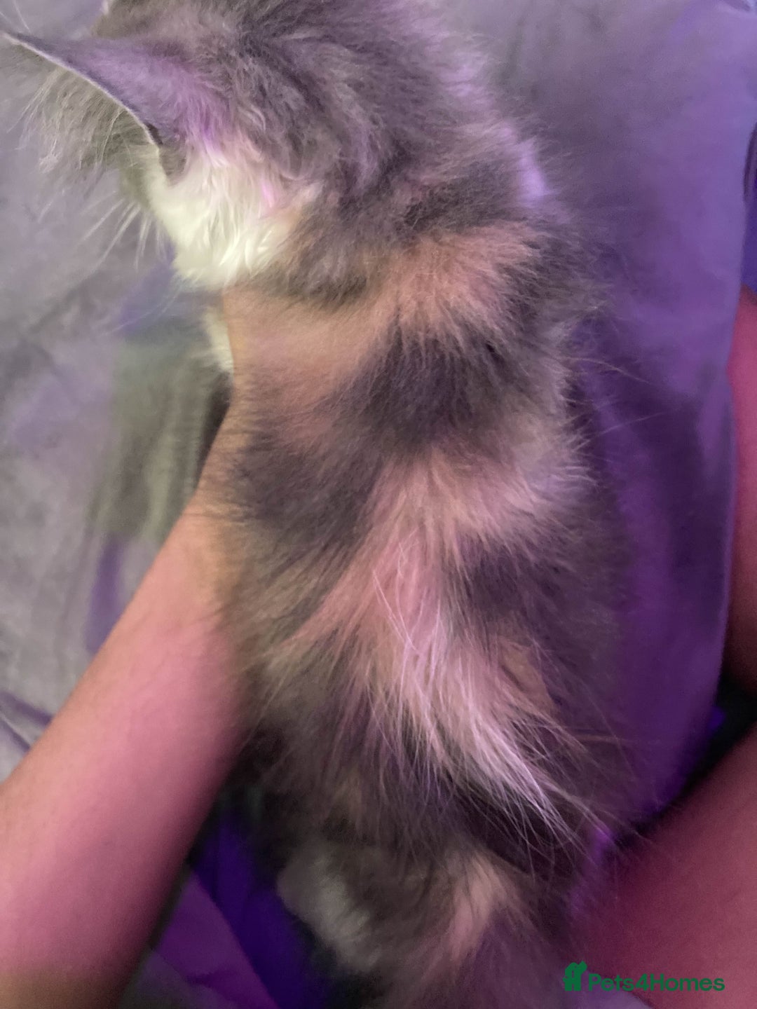 British Longhair cats for sale: Grey cute British Longhair male  - Image 7