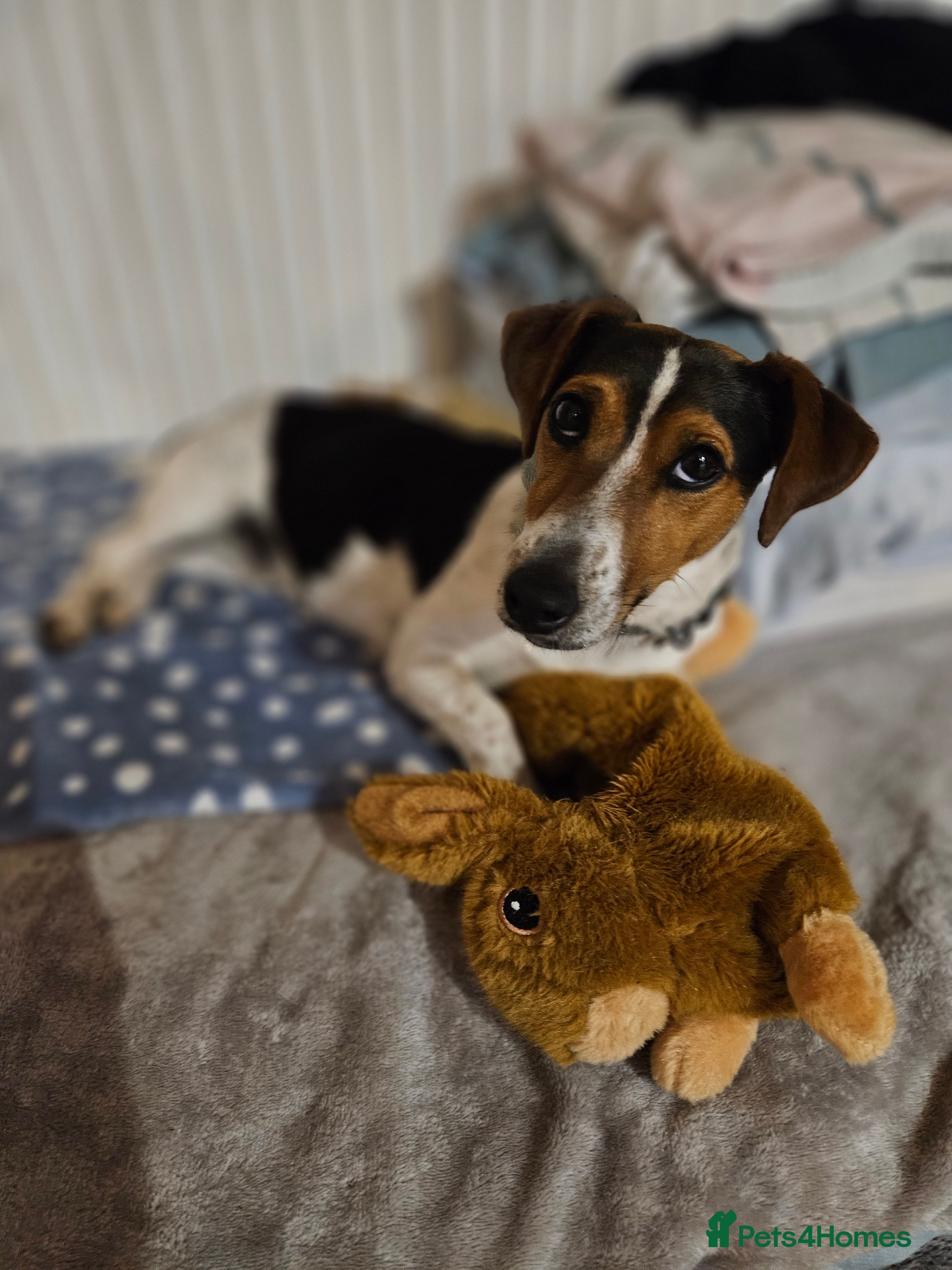 Jack Russell dogs Jack russel boy - Advert 13