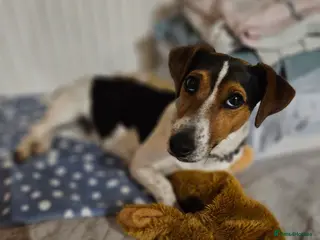 Jack Russell dogs Jack russel boy - Advert 13