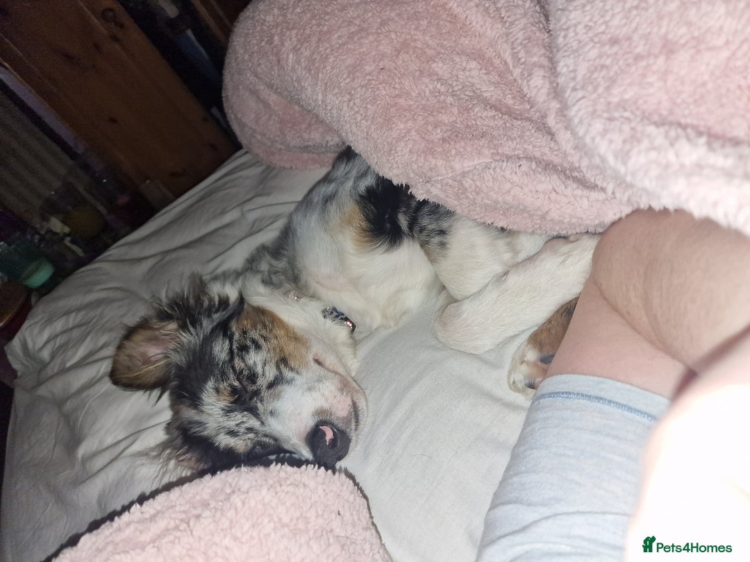 Border Collie dogs for stud: TRI BLUE MERLE BORDER COLLIE PROVEN STUD  - Image 16