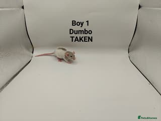 Rat rodents JAN: 27 Rats (21 Rats: 12 Boys & 9 Girls Left) - Advert 18