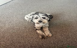 Cockapoo dogs for stud: Blue Merle Cockapoo ( Ralph )  - Image 1