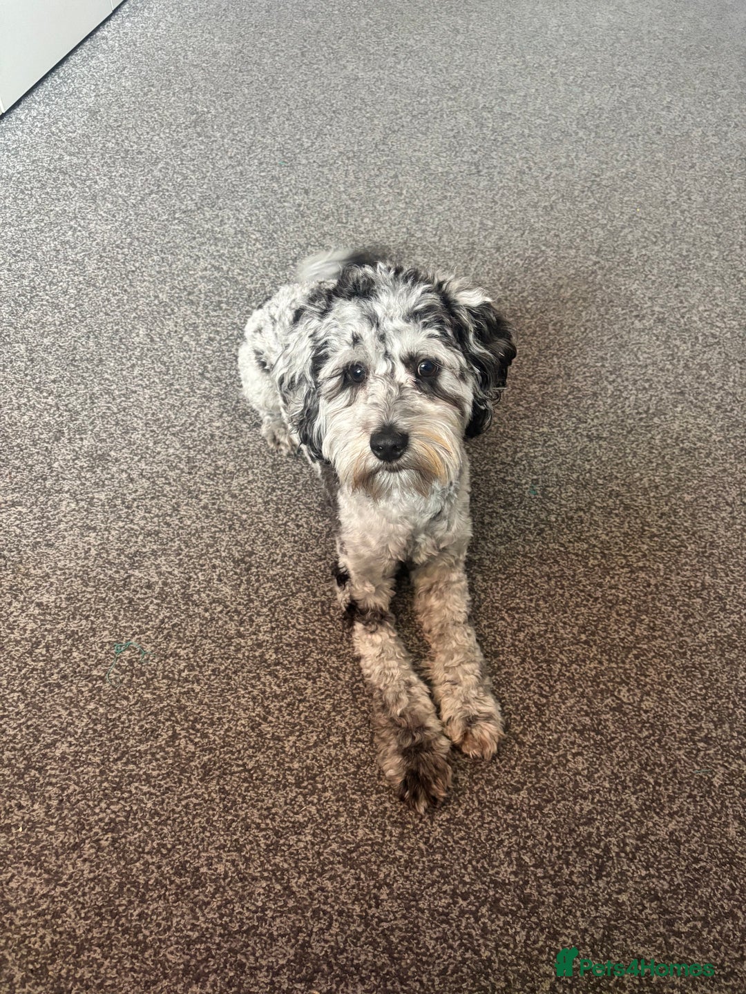 Cockapoo dogs for stud: Blue Merle Cockapoo ( Ralph )  - Image 1