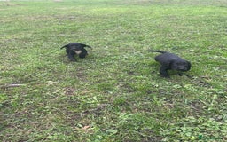 Cocker Spaniel dogs for sale: 7 gorgeous cocker spaniel puppies - Image 10