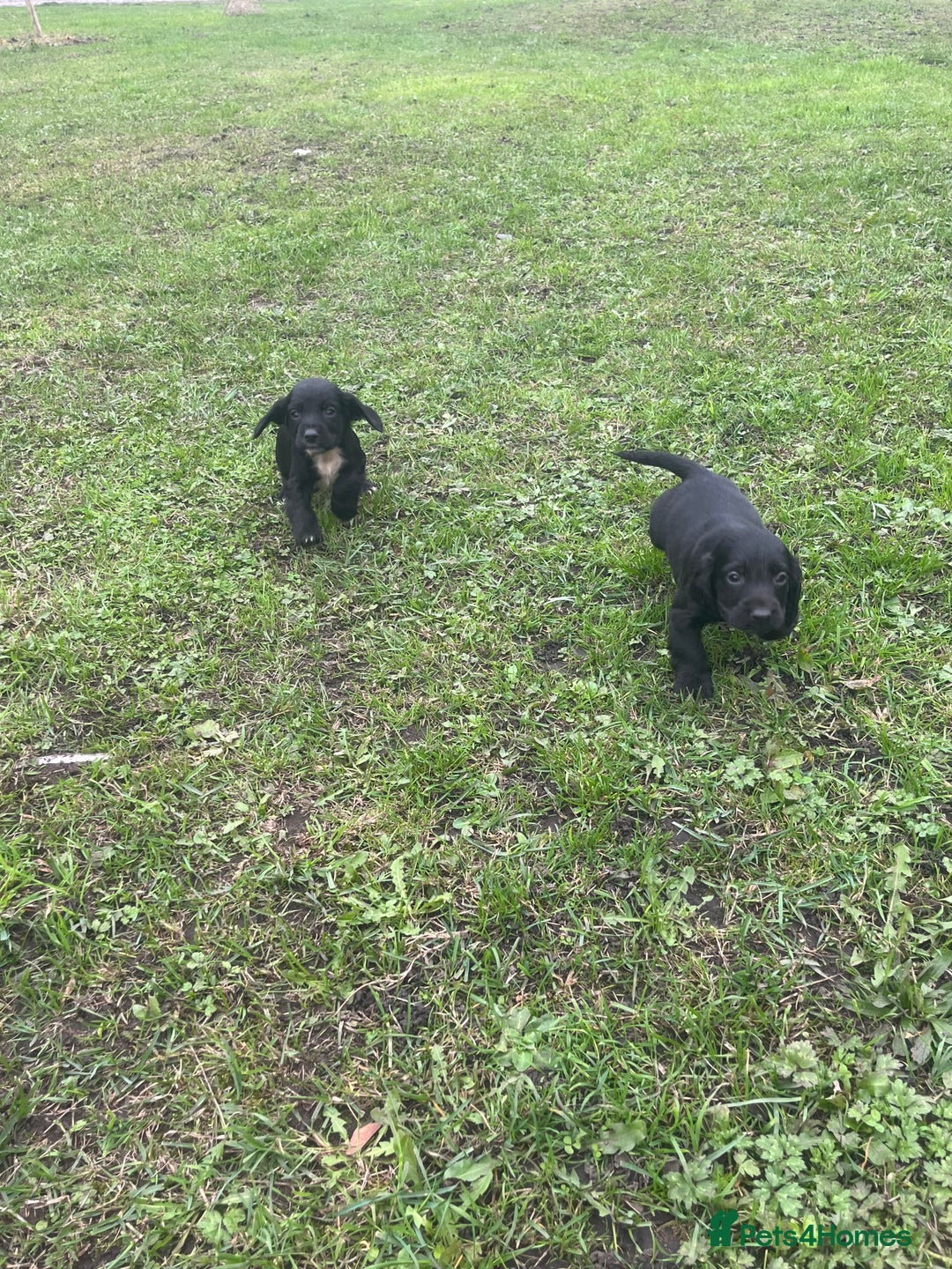 Cocker Spaniel dogs for sale: 7 gorgeous cocker spaniel puppies - Image 10