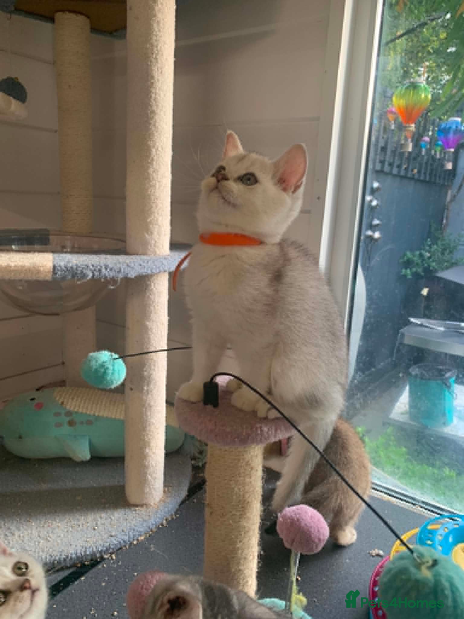 British Shorthair cats BSH Stunning rare Shaded 11 Weeks Old  - Advert 1