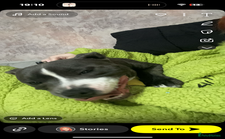 Staffordshire Bull Terrier dogs - Advert 1