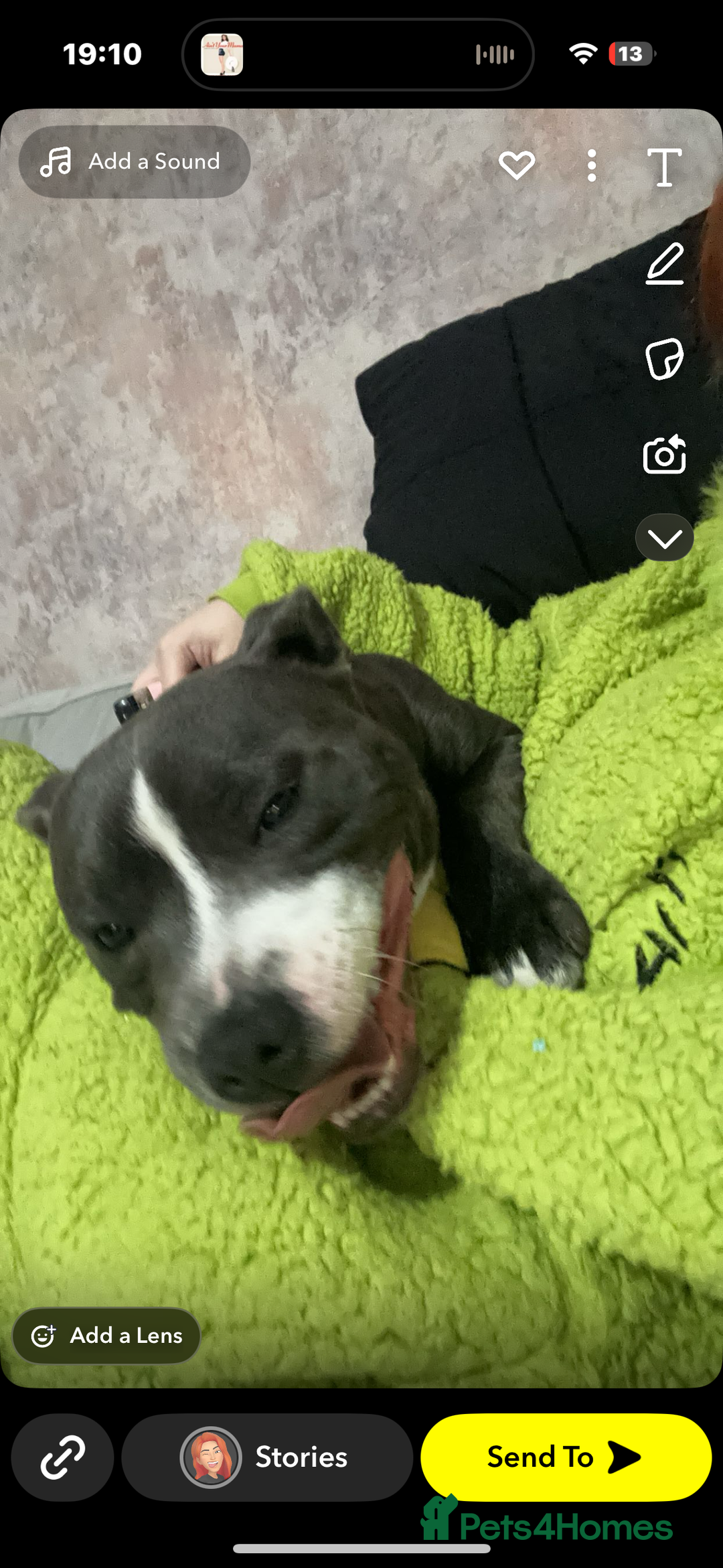 Staffordshire Bull Terrier dogs for sale: 2 year old Staffordshire bull terrier male - Image 1