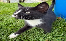 Mixed Breed cats for sale: 6 kittens for sale - Image 14