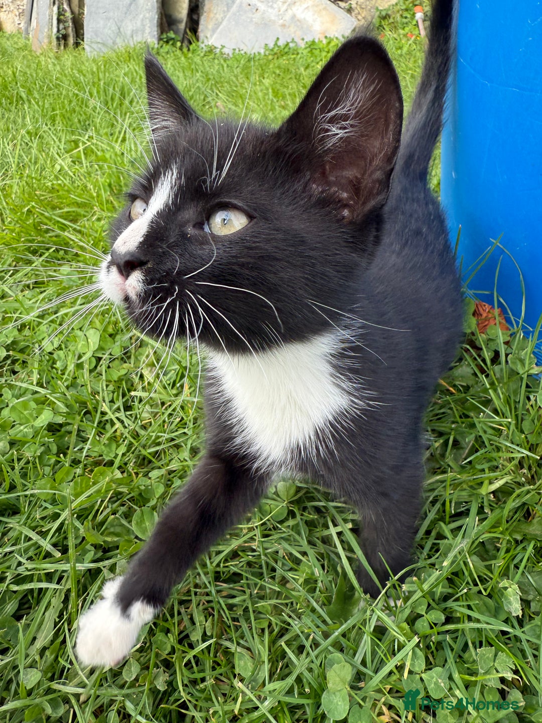 Mixed Breed cats for sale: 6 kittens for sale - Image 14